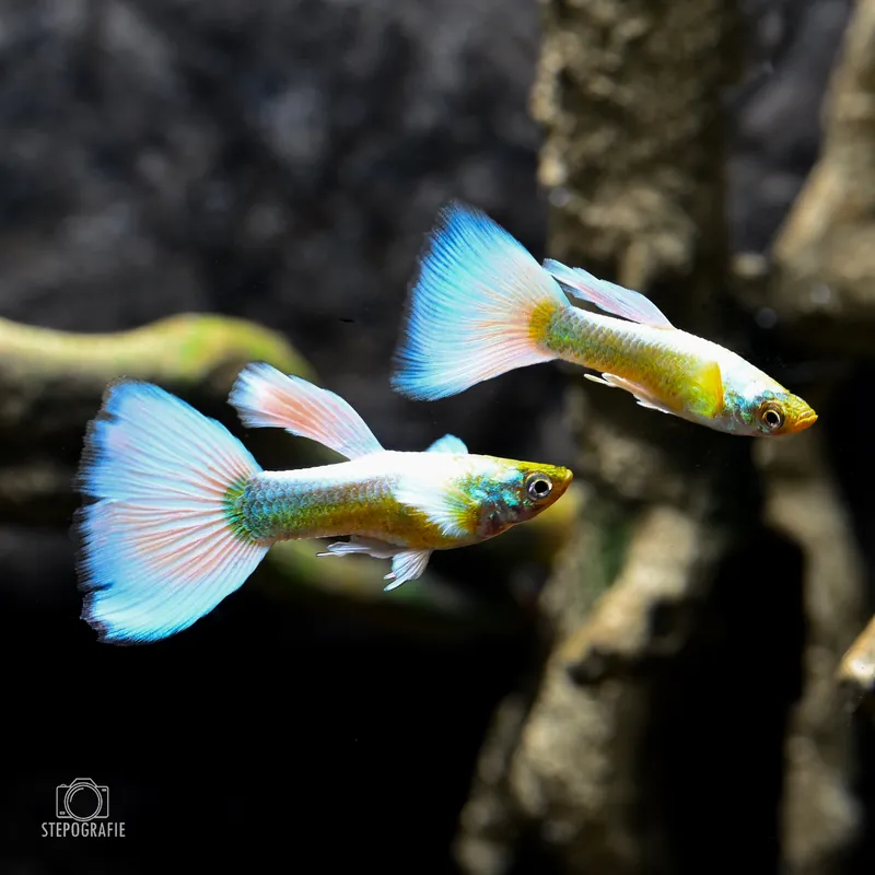 Rabatt Guppy Snow White Elephant (Dumbo) Ear (Poecilia reticulata)
